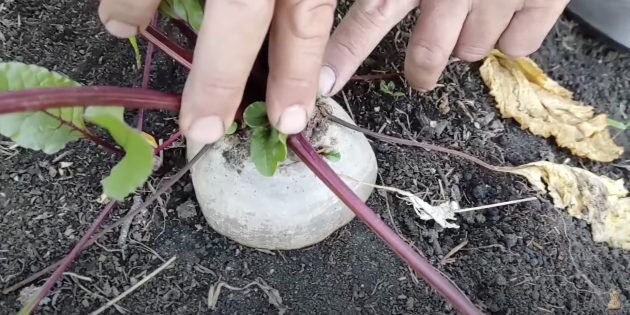 Кадр: Сад жизни / YouTube📷
