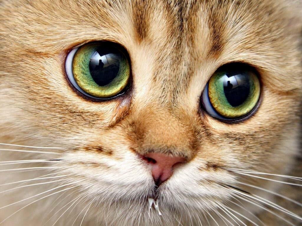 Причины появления белой пленки на глазах у кошки | Звери дома