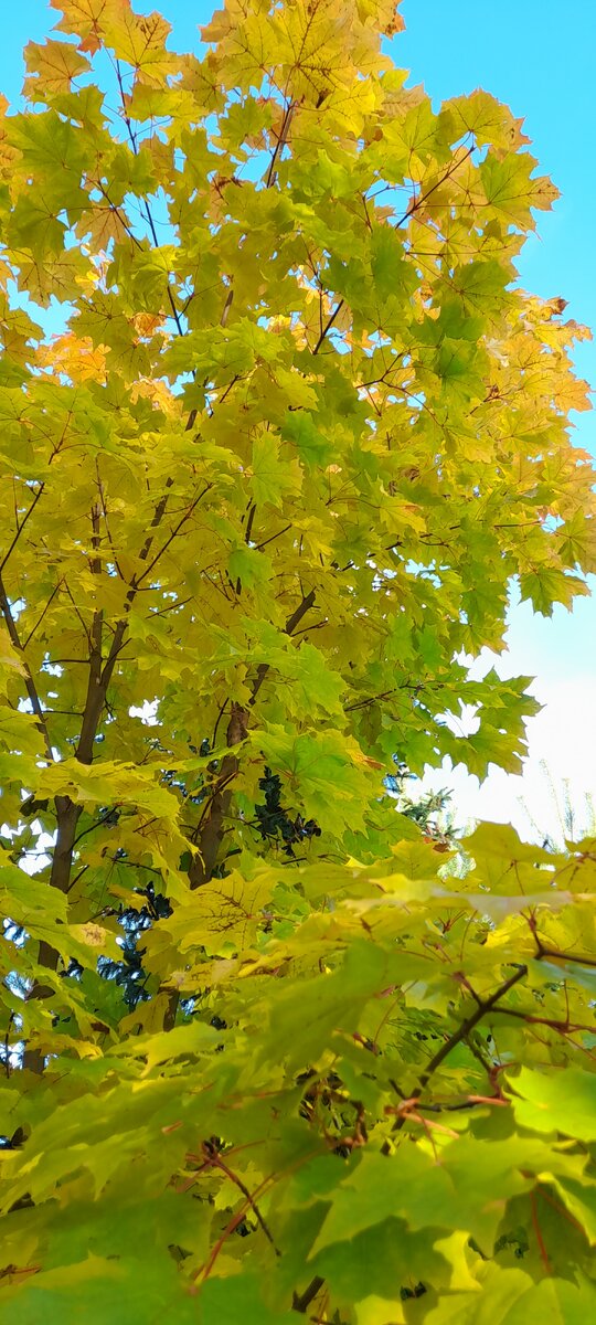 Цвет!!! Небо обалденного цвета, листва на его фоне сказочная!