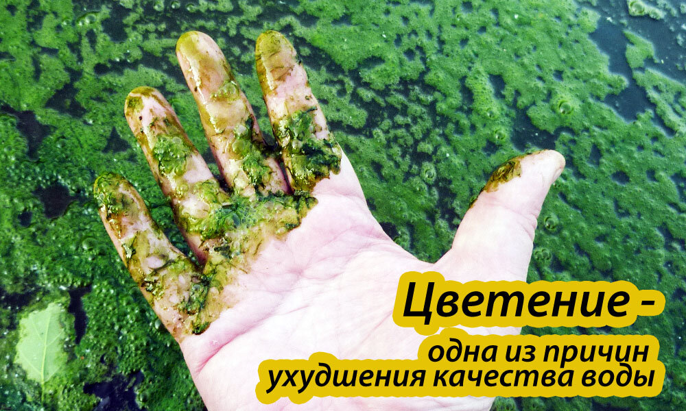 Цветение -  одна из причин  ухудшения качества воды.