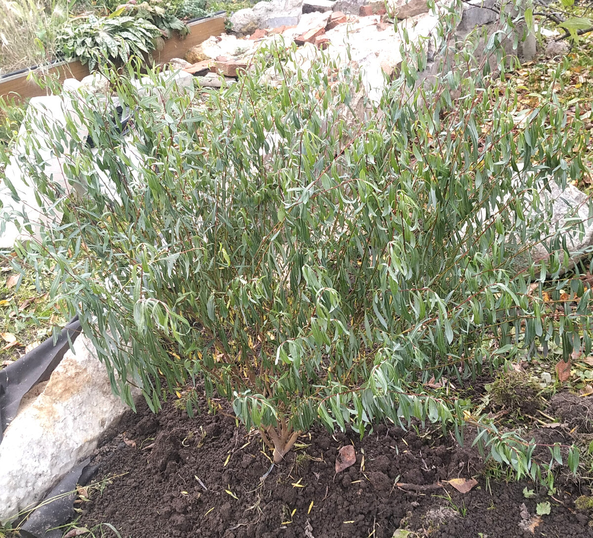 фото в пасмурную дождливую погоду и ива после пересадки