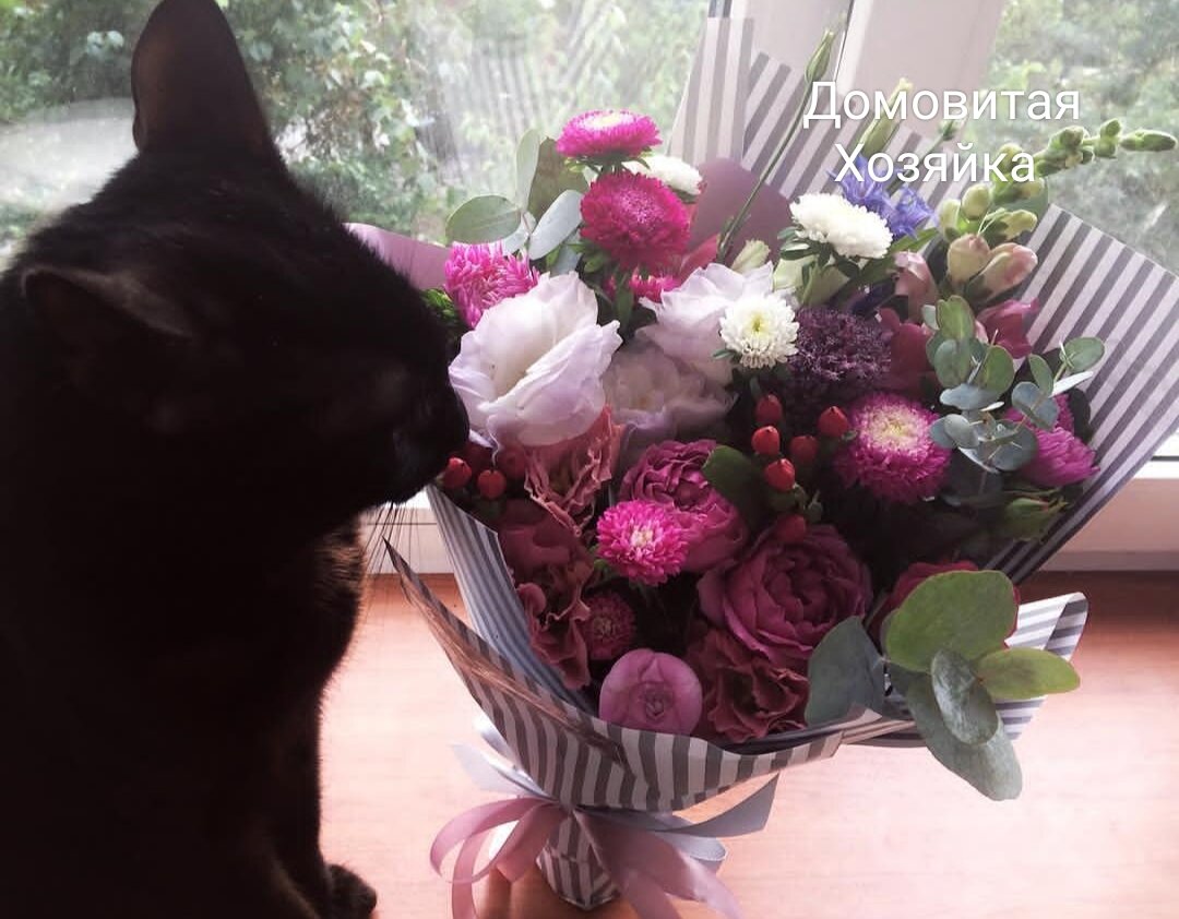 Любимый Кот наслаждается ароматом свежих цветов. Фото автора. 