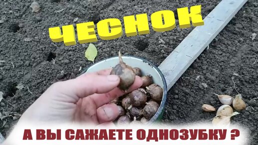 Чеснок однозубка.Как посадить такой чеснок и в чем отличия от посадкичеснока зубком или зубчиком