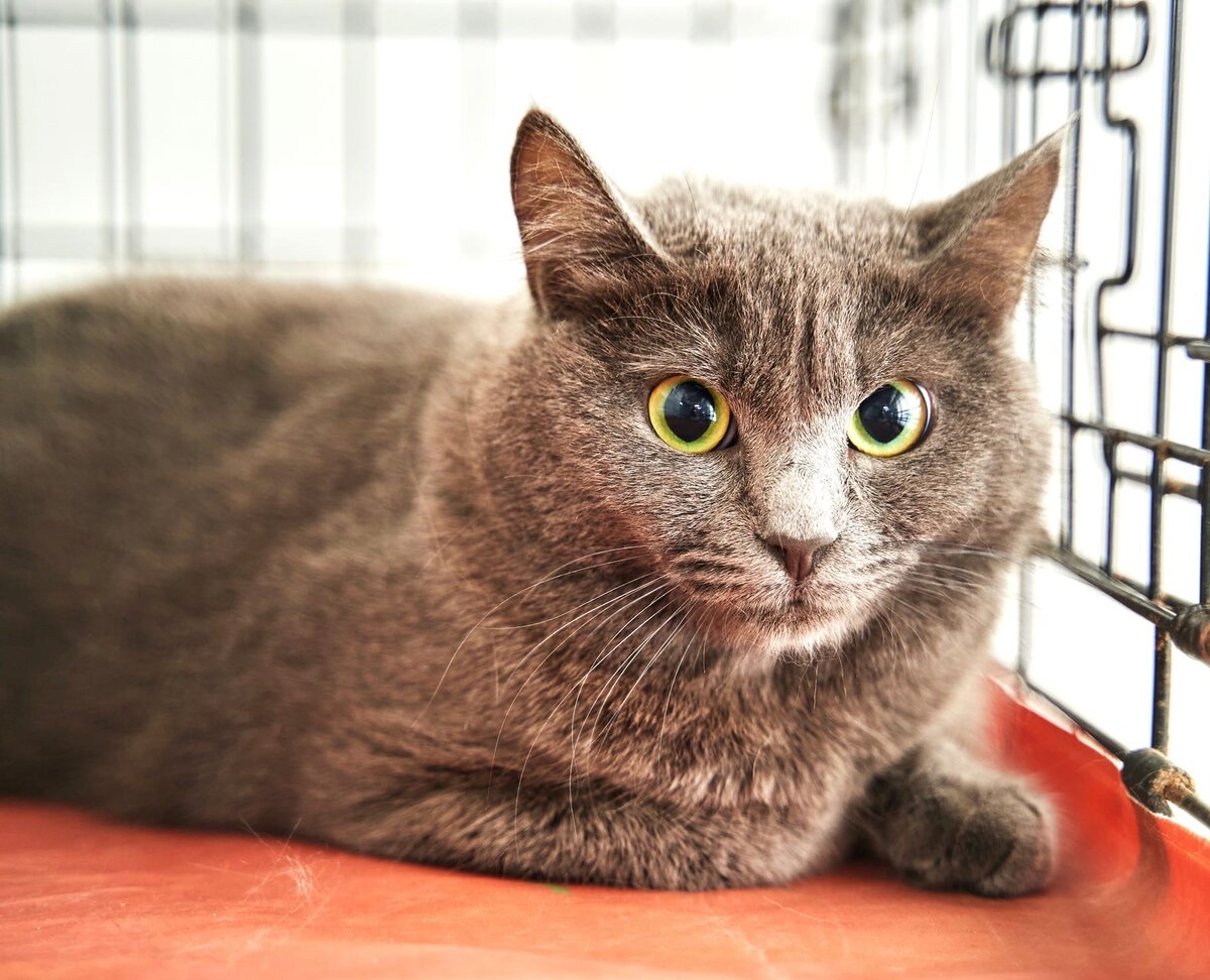 Однажды Фрея даже была пристроена