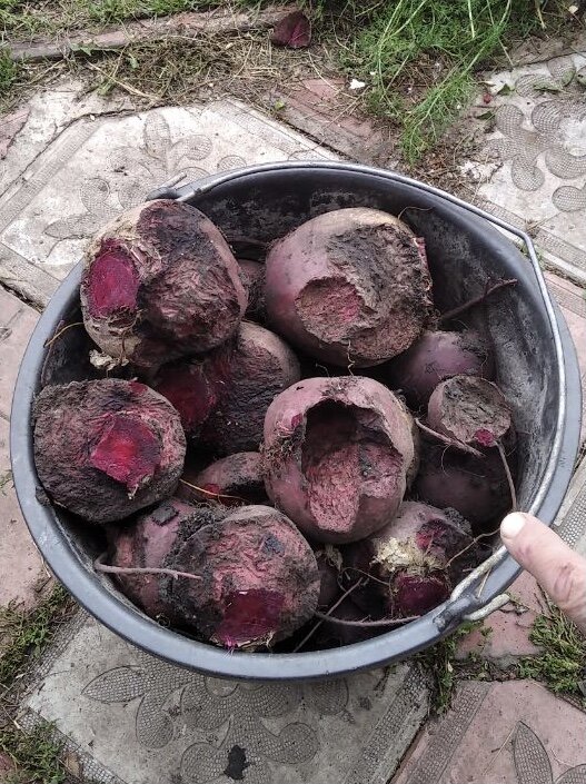 Испорченый урожай подписчицы Дачного агронома 