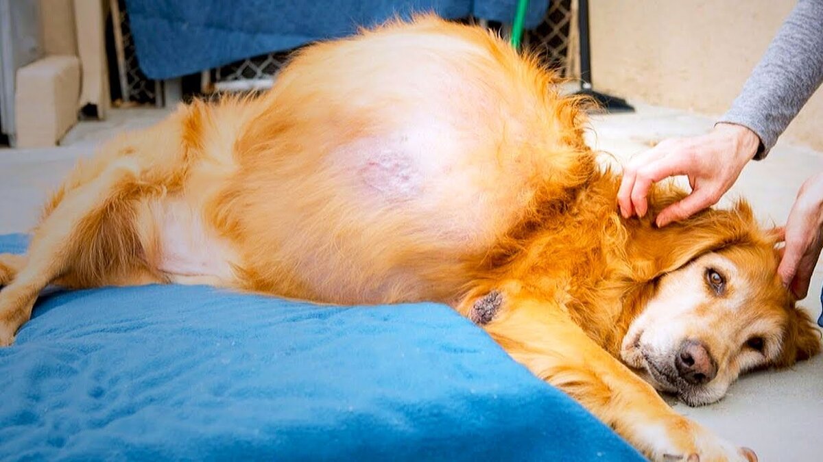 По мере того, как собаки становятся старше, увеличивается и риск развития рака