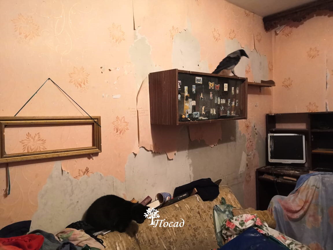 Единственный раз, когда я позволила себе сделать фотографию на вызове. И то исключительно с разрешения хозяев. Уж больно меня ворона впечатлила. Ворона живая, не чучело. Люди в этом живут и их устраивает.