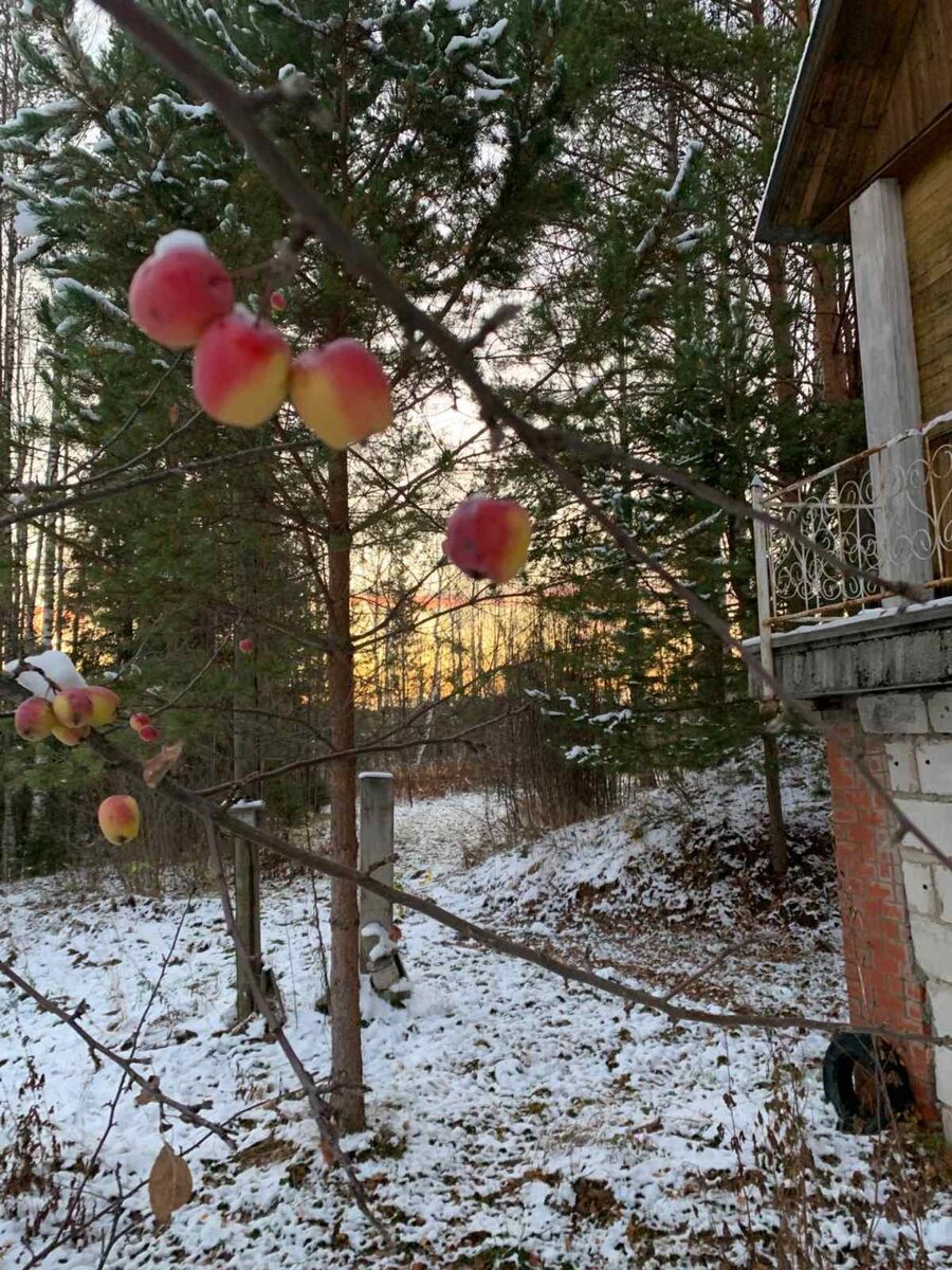 Нужно бы сорвать остатки яблок, они на морозе стали совсем сладкими.