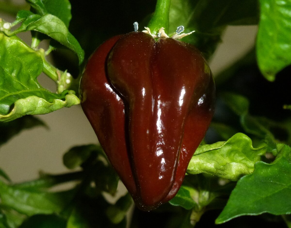 Фото из открытого источника 