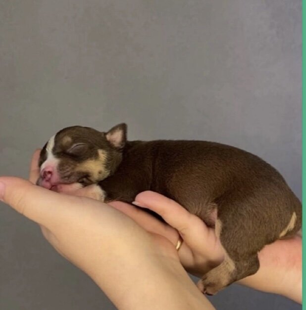 Щенок породы:Американский булли