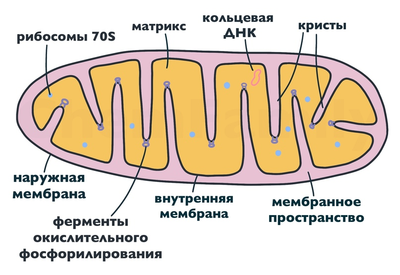 Матрикс биология