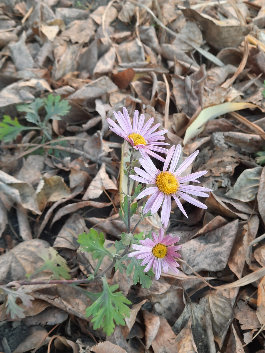 Они еще цветут, они еще не знают, что уже идет зима...