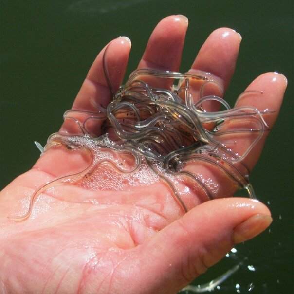 Фото с сайта: https://sun9-44.userapi.com