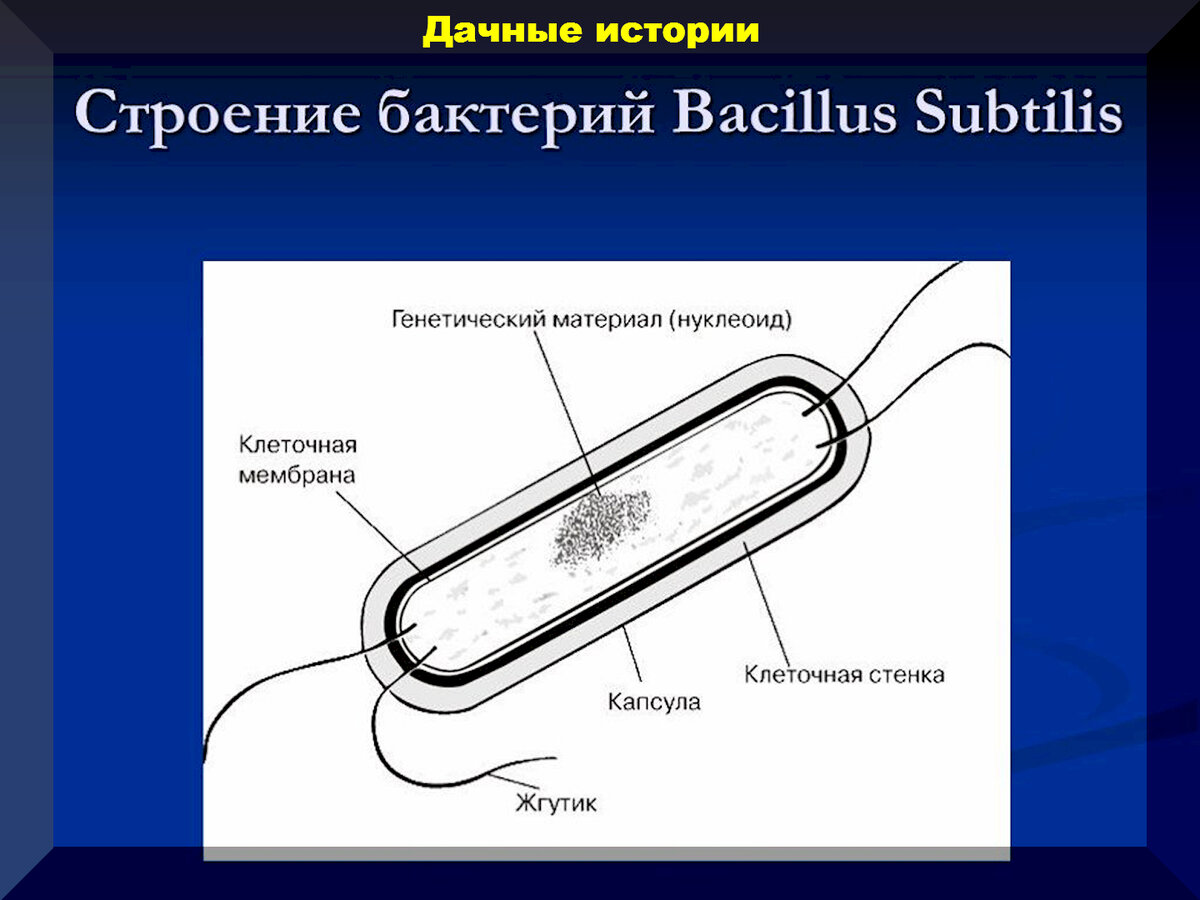 Как приготовить сенную палочку. Сенная палочка. Бактерия Сенная палочка. Bacillus subtilis (Сенная палочка). Биопрепараты на основе Сенной палочки.