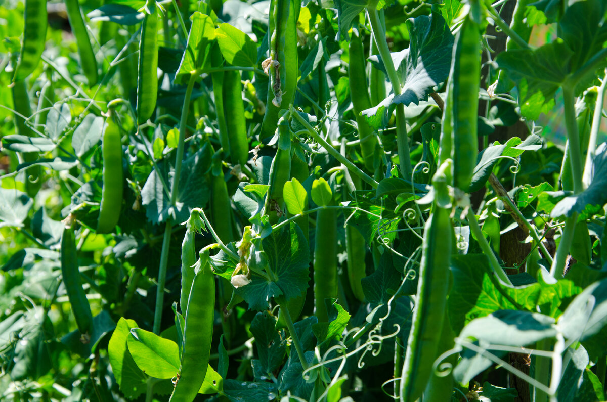 Горох, как сидерат