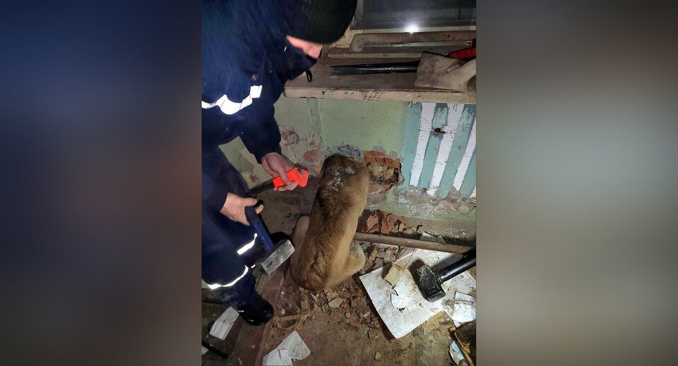     Фото: СПАС Коми