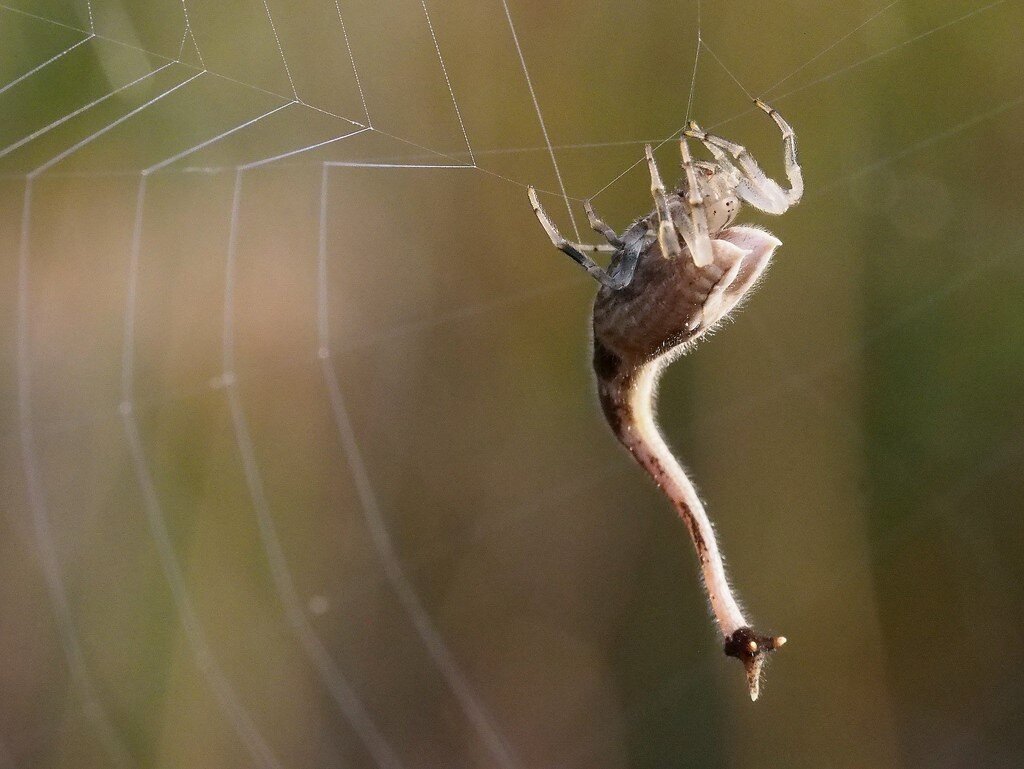 Скорпионохвостый паук (Arachnura higginsi) – не быть, а казаться. |  Paleo-end-arthropods (Доисторическая фауна и членистоногие) | Дзен