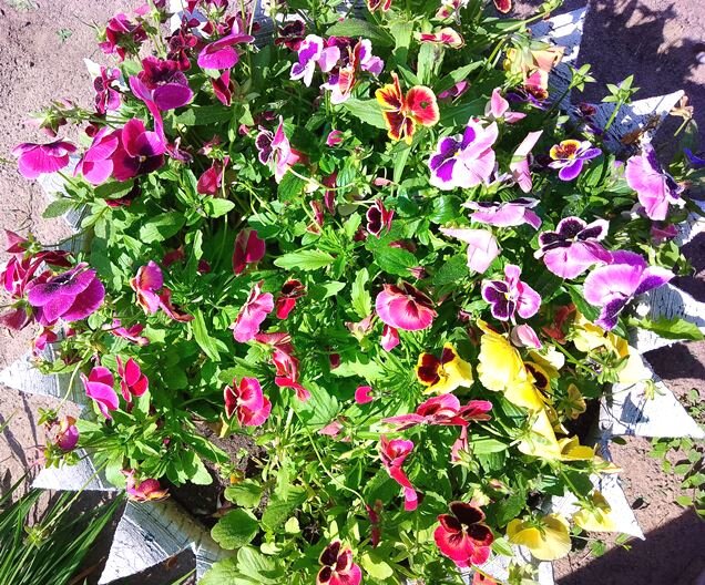 Виола. Фото автора.