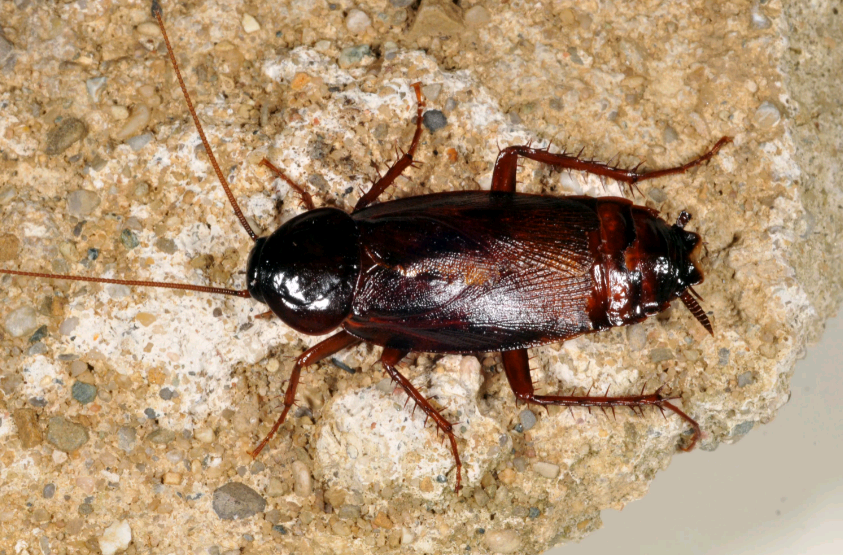 Черный таракан. Имеет неприятный запах.