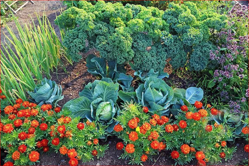 Фото с сайта https://fedsp.com/catalog/home/rasteniya-i-ogorod/semena-i-sideraty/87024692