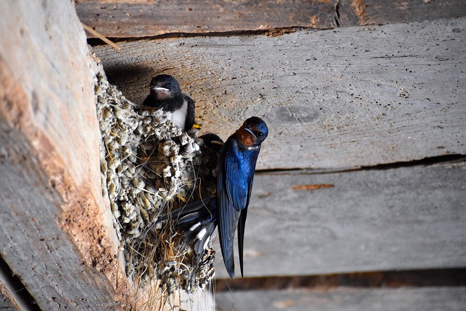 Фото: Pixabay