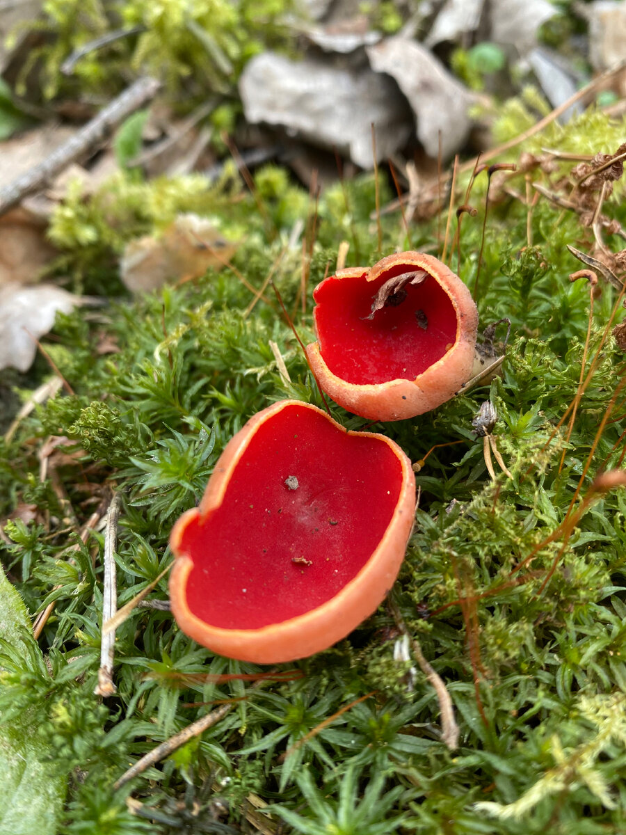 Саркосцифа австрийская  (Sarcoscypha austriaca).