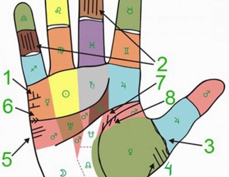 Пример-иллюстрация расположения линий детей на руке