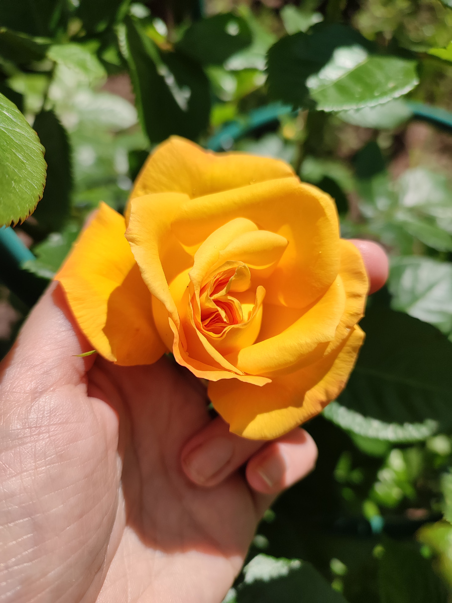 Самая ароматная в саду