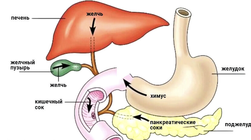 Желчь в пищеварении