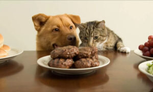    Фото: prosobak.com Дарья Рубайло