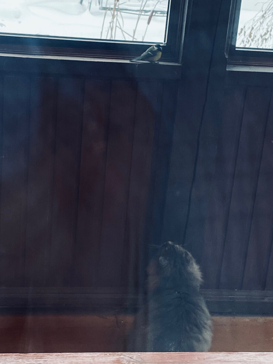 Филя увидел синичку. Везде фото автора.