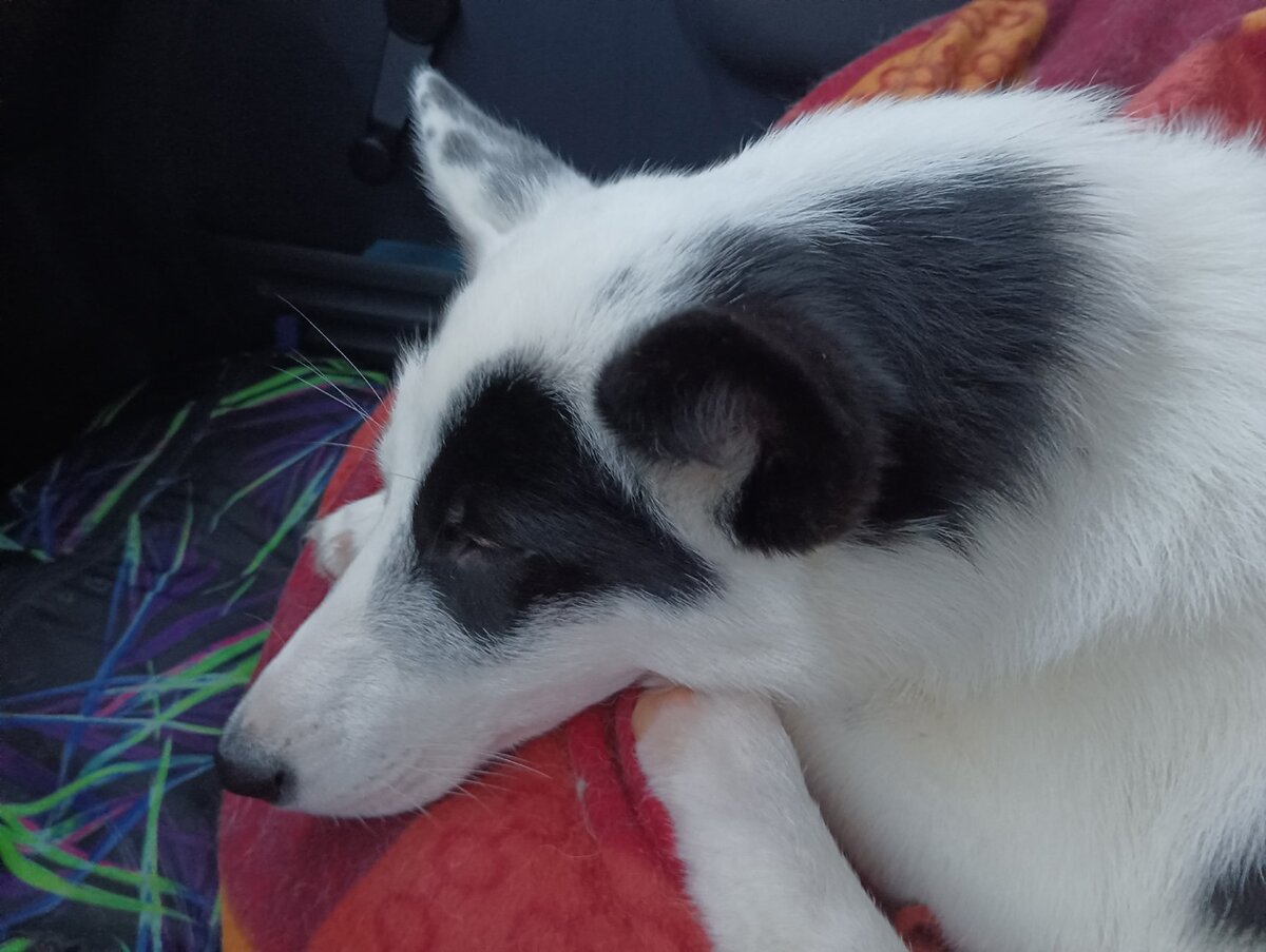 Любит кататься в машине