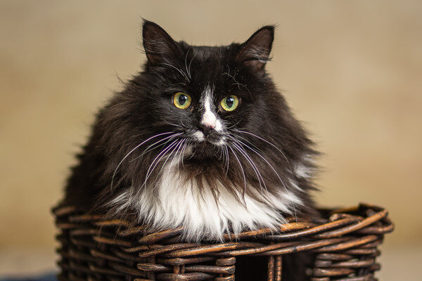 Бемоль находится в Кожуховском приюте в Москве и будет рада сменить место жительства ❤️