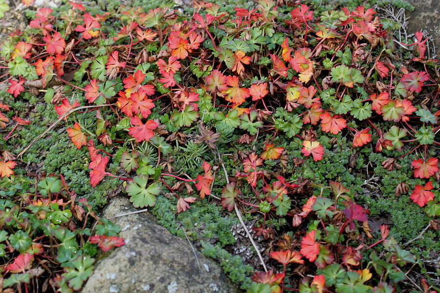 Источник: сайт Плантариум, автор Валерий Куделя