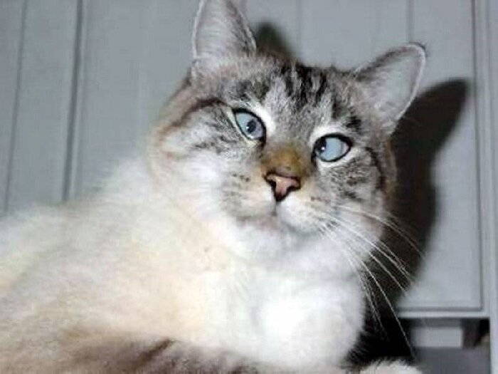 Фото Кот наелся валерьяны.