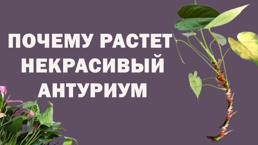 ПОЧЕМУ РАСТЕТ НЕКРАСИВЫЙ АНТУРИУМ/ ВИЗУАЛЬНЫЕ ПРИЧИНЫ