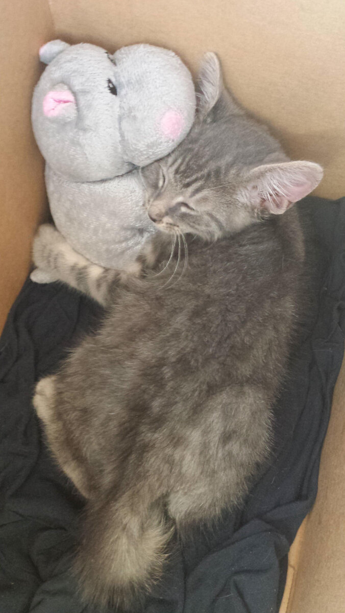 Стэнли с игрушкой. Источник фото: https://www.iizcat.com/post/2367/She-rescued-this-kitten-and-his-hippo-friend-because-they-were-a-package-deal-