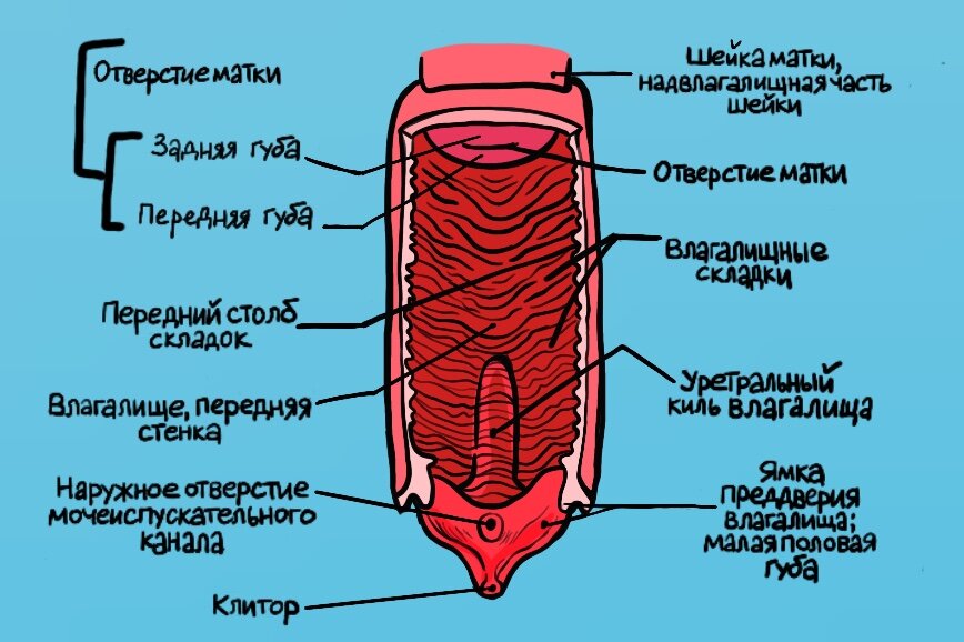 Анатомия женщины (строение женских половых органов)