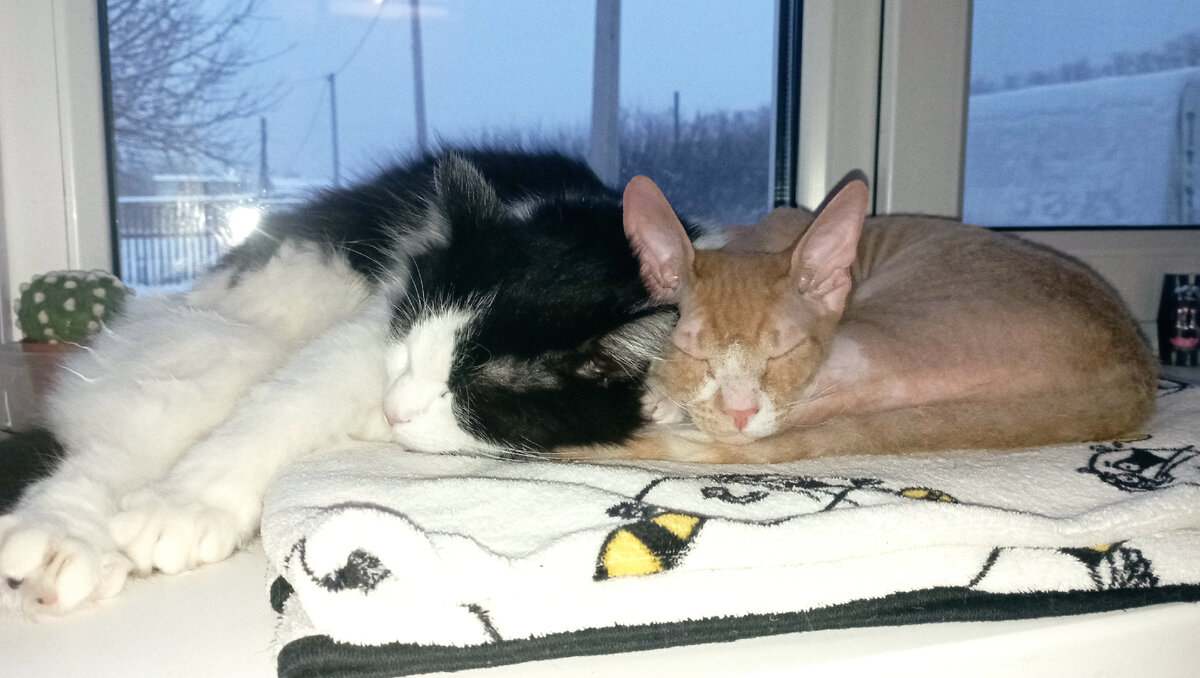 котики-толстые животики