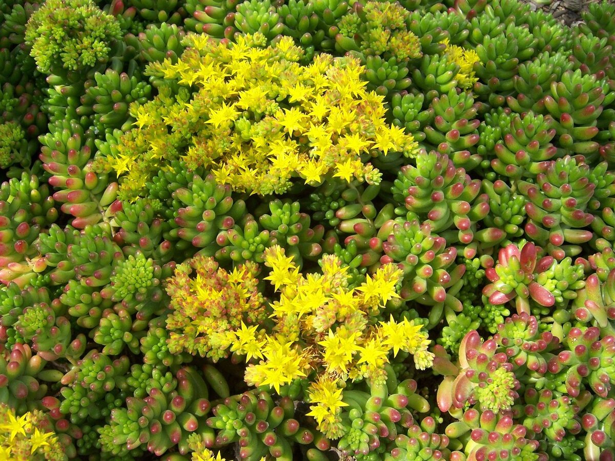 Очиток Вайнберга (Sedum weinbergii