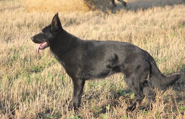Среди пастушьих собак Германии всегда встречались особи тёмных окрасов