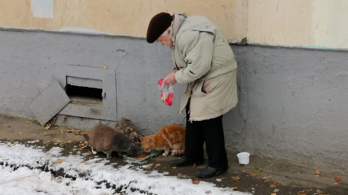    Ветеран Великой Отечественной войны подкармливает котов© Фото : предоставлено волонтерами