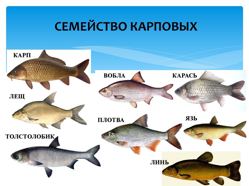 Рыба лещ, является одной из самых популярных и ценных видов рыбы. Она имеет множество применений в пищевой промышленности и пользуется большой популярностью среди рыбаков.-2