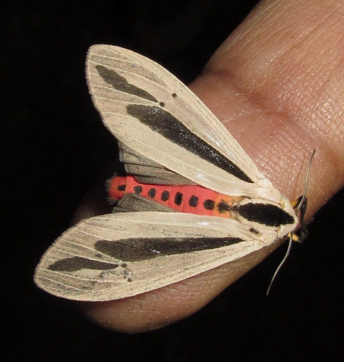 Creatonotos Gangis мотылек