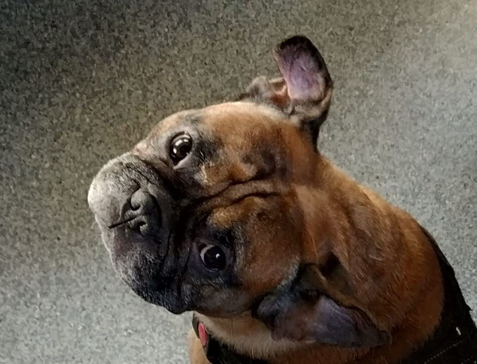 Фото автора. Это не Собака Баскервилей. Это просто милый пёсик. По понятным причинам у автора нет фото Собаки Баскервилей. У автора вообще нет никакой собаки. Автор еще раз приносит свои извинения всем собакам и всем Баскервилям и надеется на понимание