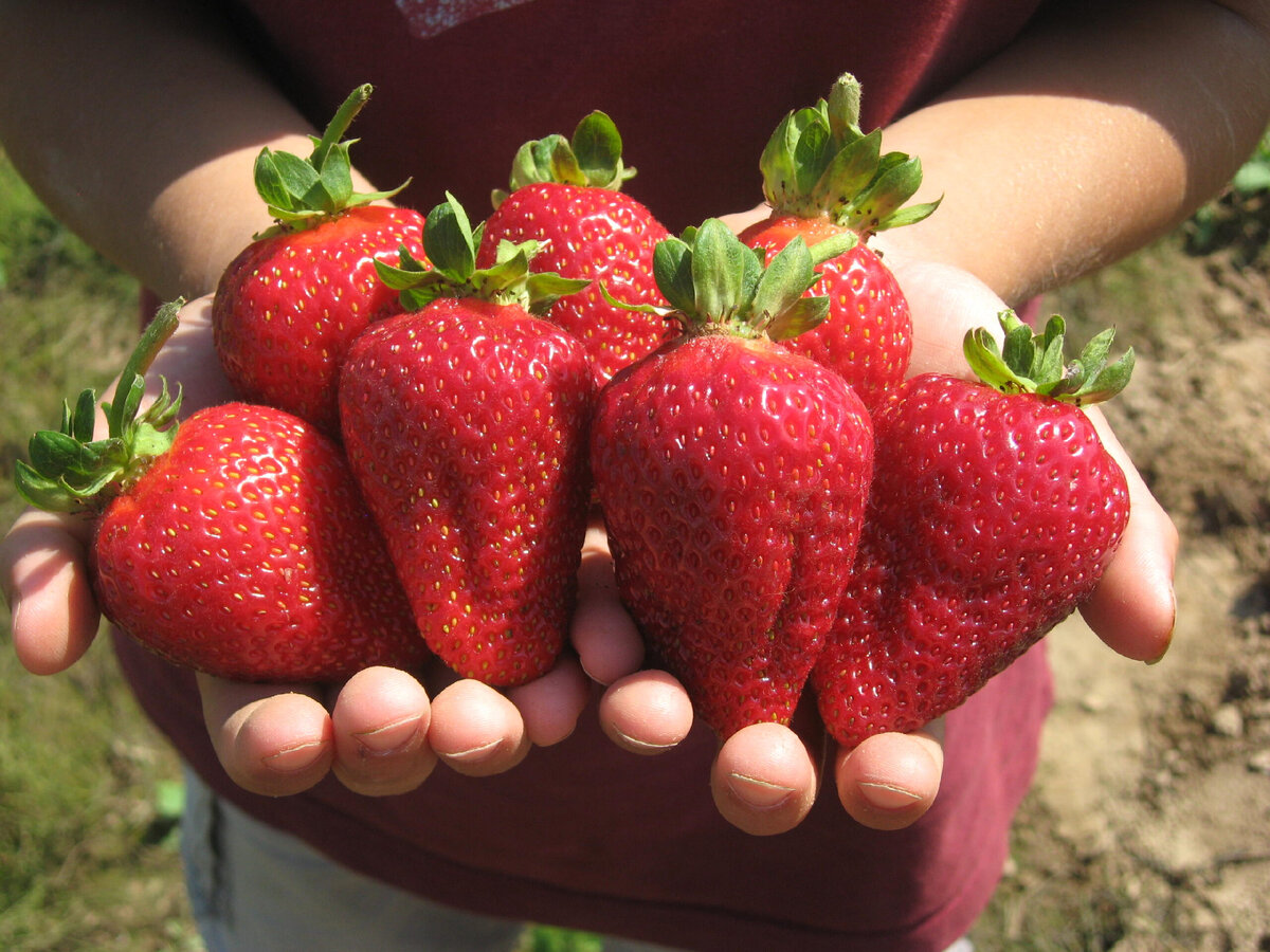 Вот такой вот урожай.