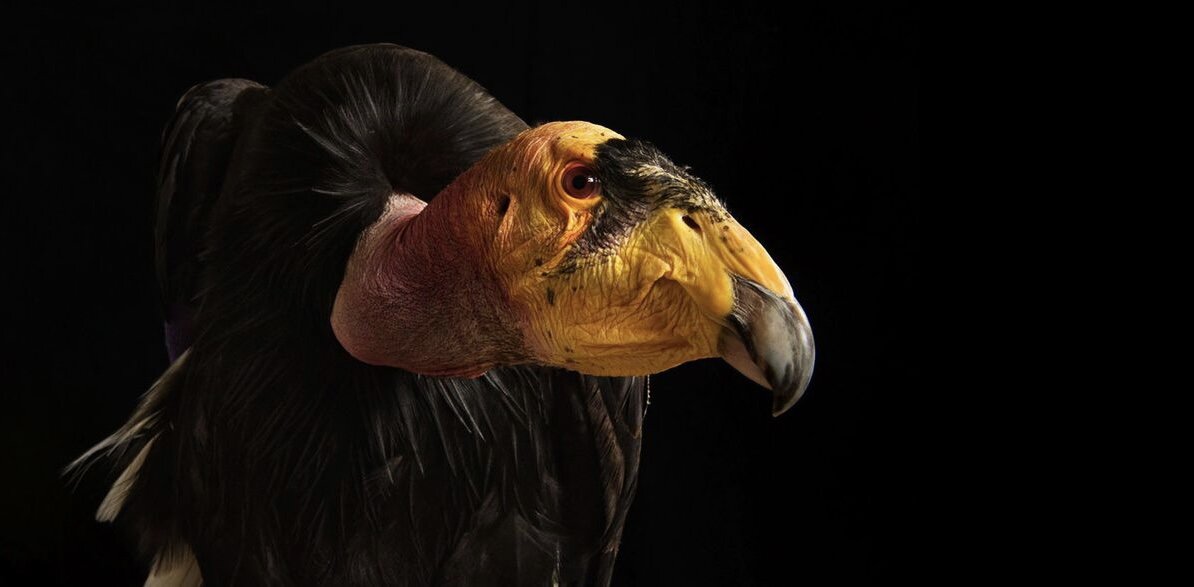 Собственно - кондор