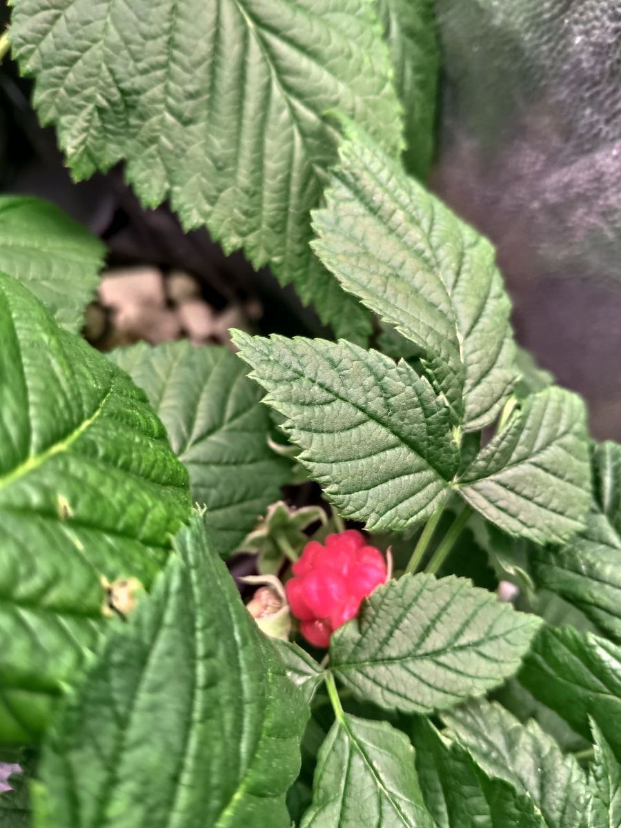 У нас тут малина цветёт в феврале😉 Еще осенью 2022 года мы купили саженцы малины и смородины.-19