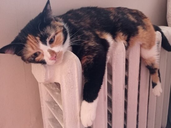     фото: Мария Ледовская