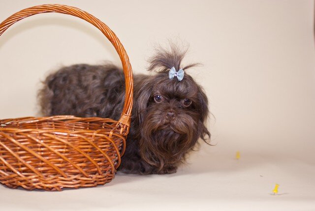 Русская цветная болонка